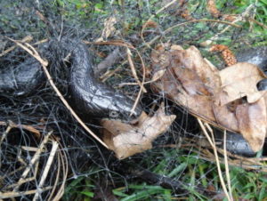 Rat snake caught in bird netting. yes, it was freed.