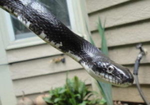Kim is holding a rat snake, freed from bird netting