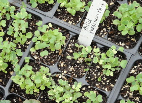 mesclun seedlings