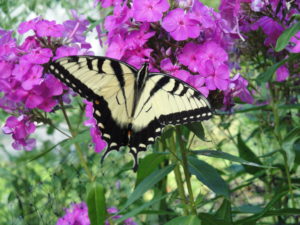 yellow and black swallowtail butterfly on pink phlox fkowers