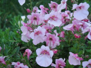 Diascia flirtation pink, plant after hardening off