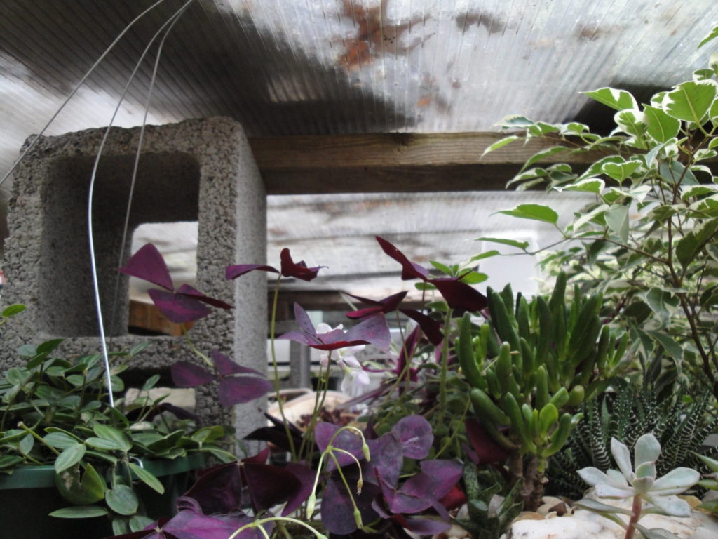 cold frame, with plants