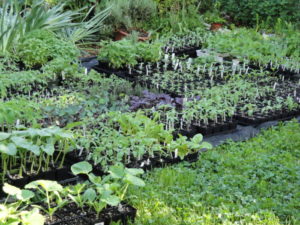 flats of seedlings, The Farm In My Yard