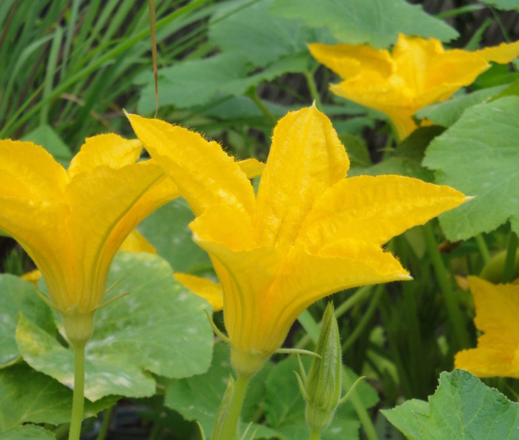 squash flowers