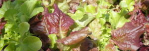 mixed lettuces, colorful fall greens
