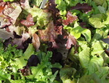 leaf lettuce