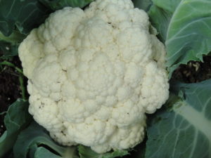 head of cauliflower