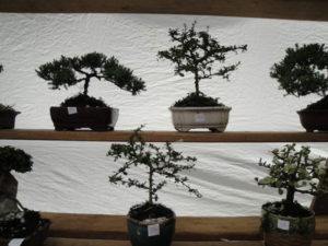 potted bonsai plants