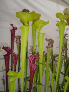 carnivorous plants