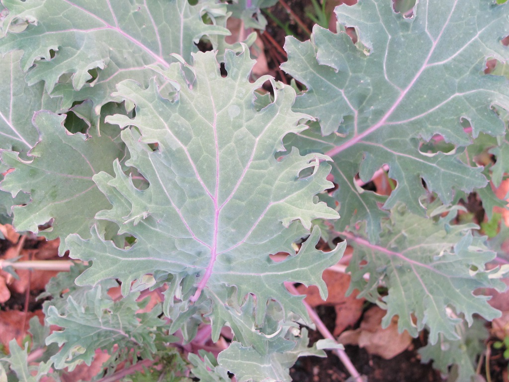 'Red Russian' kale