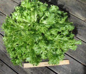 'Salanova' lettuce, fall greens