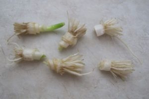 bunching onion, green onion rooting