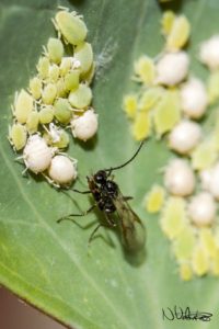 braconid wasp, aphids