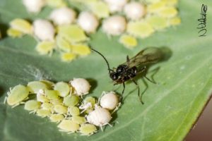 braconid wasp, aphids