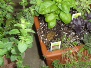 herb gardens, toad in the soil