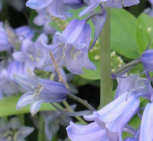 tiny praying mantis on wood hyacinth flowers