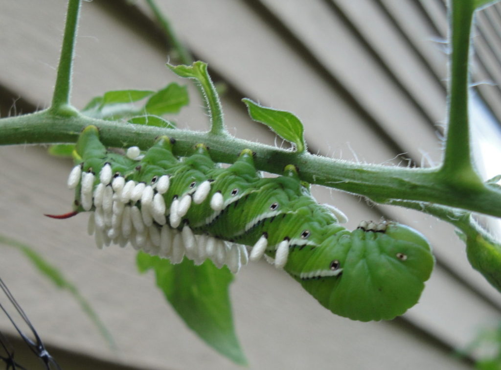 tobacco hornworm