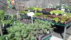 better gardening, Rountree Plantation edible section