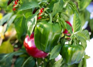 Healthy pepper plant with red and green fruits