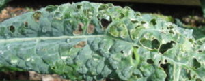 kale with caterpillar holes