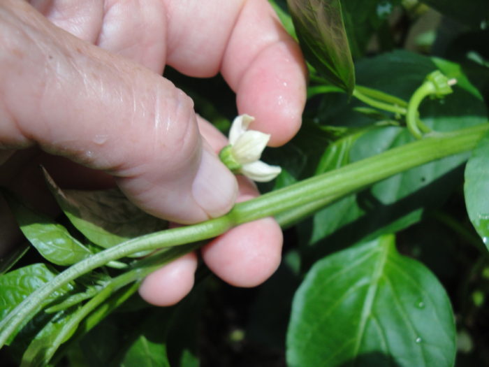 No fruits? Try hand pollinating peppers.