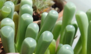 Fenestraria succulents