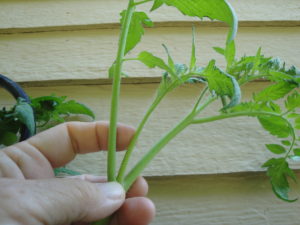 tomato sucker