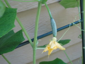 cucumber 'Diva', easy vegetable in container