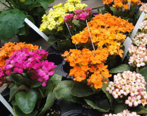 colorful flowers of Kalanchoe