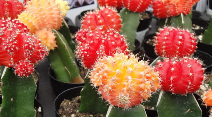 colorful grafted cacti