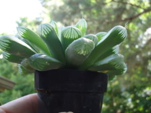 Haworthia cooperi, succulent with windowtip leaves.