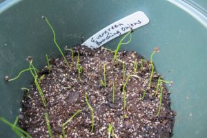 'Evergreen' bunching onions, seedlings in a pot