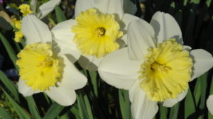 daffodils