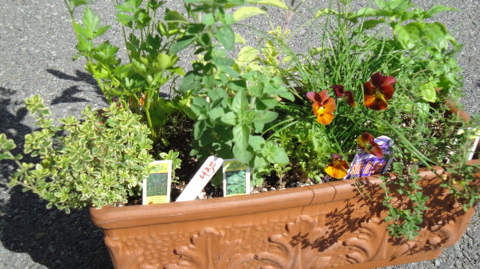 herb garden in Italian clay pot