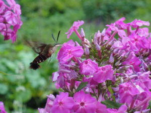 hummingbird moth on pink garden phlox, also attracts bees and butterflies