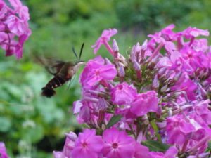 hummingbird moth on pink garden phlox