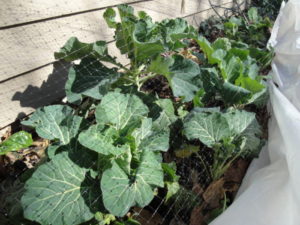 cool season greens and vegetables in the garden