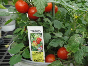 potted 'Terenzo' tomato, with red fruits
