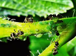 ants and aphids