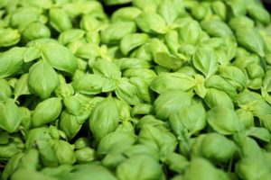 healthy green basil