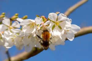 fruit tree, honey bee