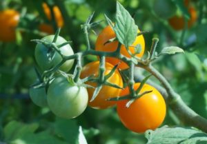 orange cherry tomatoes