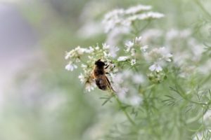 bee on cilantro flower