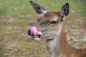 deer licking lip