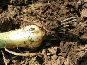 green onion root