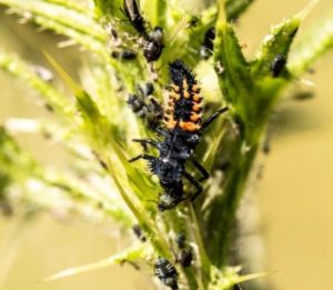 ladybug larva feeding on aphids