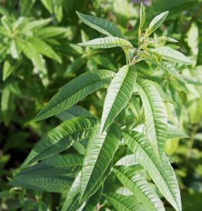 lemon verbena