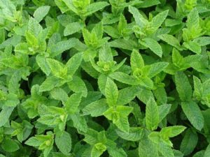 mint, a favorite in iced tea pots