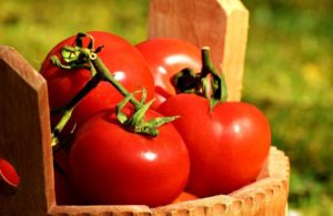 red tomatoes