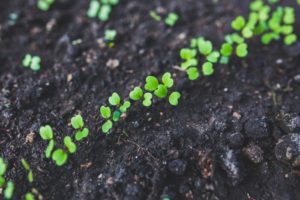 prepare the soil for seedlings 